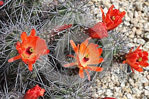 Kingcup cactus fleurs 8882