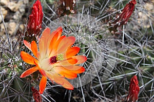 Kingcup cactus fleurs 8894 c