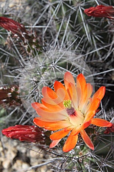 Kingcup cactus fleurs 8896