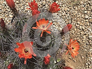 Kingcup cactus fleurs 2414 photo