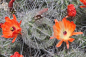 Kingcup cactus fleurs 8862