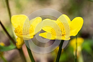 Kingcup flowers close up