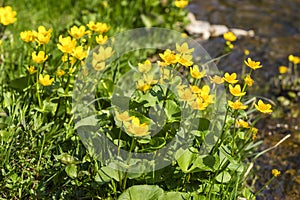 Kingcup flowers at the water's edge