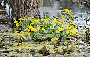 Kingcup or Marsh Marigold