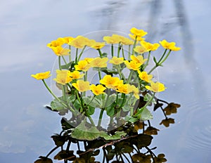 Kingcup or Marsh Marigold