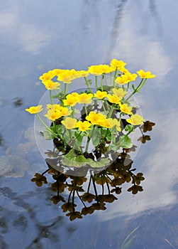 Kingcup or Marsh Marigold