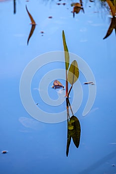 Kingcup or Marsh Marigold calthapalustris stagnalis