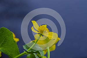 Kingcup or marsh marigold on waterside