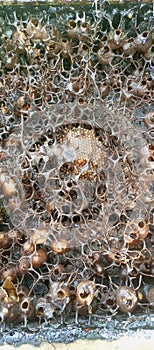 the kingdom of the itama bee