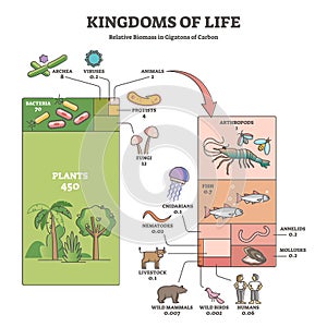 Kingdoms of life as labeled biological nature classification outline diagram