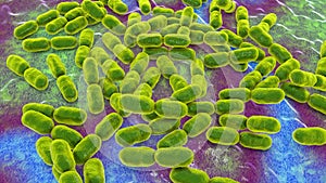 Kingella bacteria, illustration