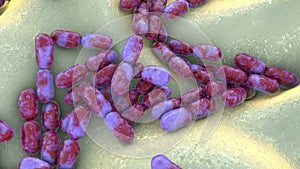 Kingella bacteria, illustration