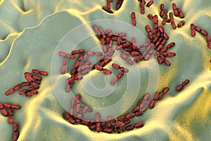 Kingella bacteria, illustration