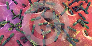 Kingella bacteria, illustration