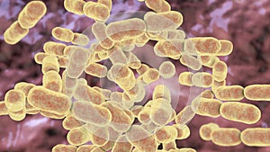 Kingella bacteria, illustration photo
