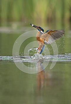 Kingfiser diving in the water for fish