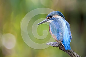 The kingfisher photo