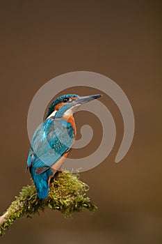 Kingfisher photo
