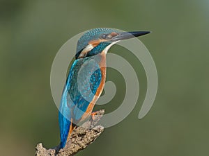 Kingfisher