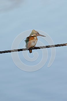 Kingfisher photo