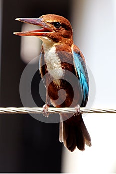 Kingfisher