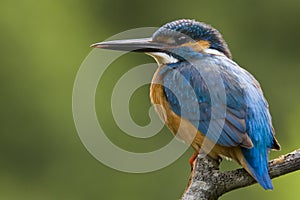 Kingfisher photo