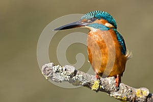 Kingfisher