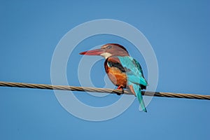 Kingfisher