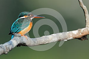 Kingfisher
