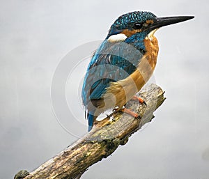 Kingfisher