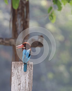 Kingfisher is an Alcedines bird. In the centipede order Classified as a small bird,