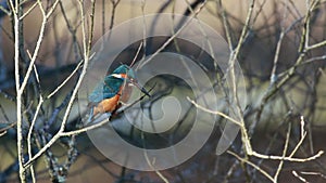 Kingfisher, Alcedinidae, perched on branch beside pond in winter, morayshire, scotland