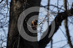 Kingfisher, Alcedinidae, perched on branch beside pond in winter, morayshire, scotland