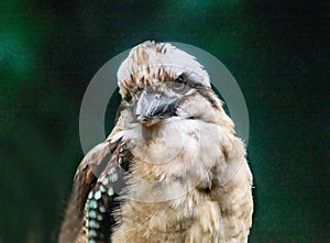 Kingfisher Alcedinidae