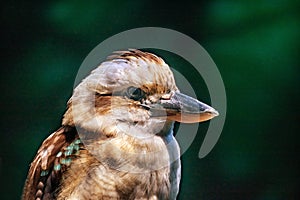 Kingfisher Alcedinidae