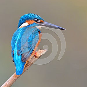 Kingfisher (Alcedo athis) photo
