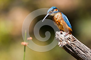 Kingfisher, Monfrague National Park, Spain photo