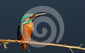 Kingfisher (Alcedo atthis)