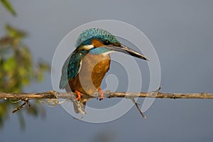 Kingfisher (Alcedo atthis) photo