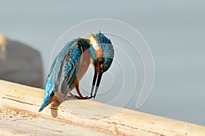 Kingfisher (alcedo atthis) photo