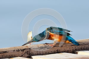 Kingfisher (alcedo atthis) photo