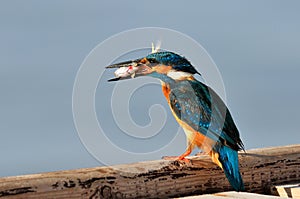 Kingfisher (alcedo atthis) photo