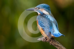 Kingfisher - Alcedo atthis photo