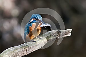 Kingfisher - Alcedo atthis photo