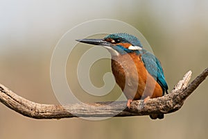 Kingfisher, Alcedo atthis