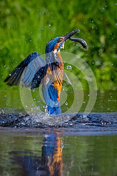 Kingfisher Alcedo atthis