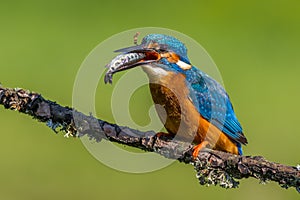 Kingfisher Alcedo atthis