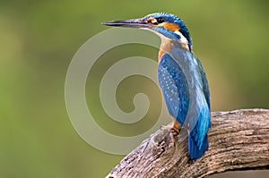 Kingfisher (Alcedo atthis) photo