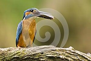 Kingfisher (Alcedo atthis) photo