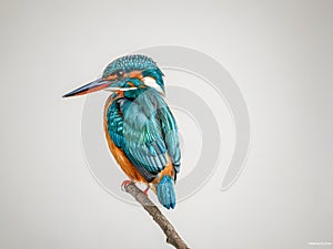 Kingfisher (Alcedo atthis)